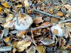 Cortinarius taylorianus