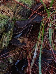 Pseudohydnum totarae