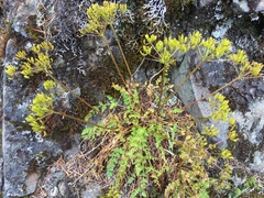 Lomatium hallii