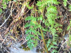 Lomatium hallii