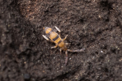 Entomobrya triangularis