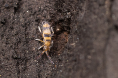 Entomobrya triangularis