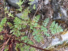Lomatium hallii