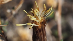 Brickellia frutescens