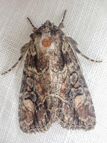 Aseptis adnixa photo 3
