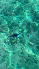 Odonus niger