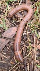 Gemascolex stirlingi