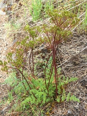 Lomatium hallii