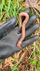 Gemascolex stirlingi