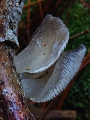 Pseudohydnum orbiculare