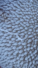 Pseudohydnum orbiculare