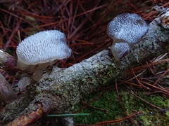 Pseudohydnum orbiculare