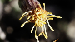 Brickellia frutescens