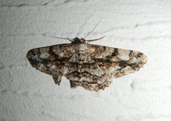 Peribatodes umbraria