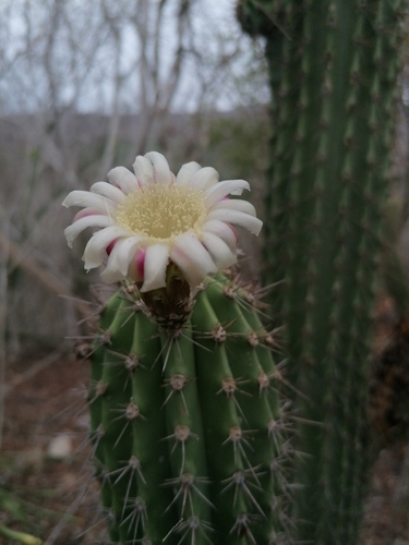 Cephalocereus nudus