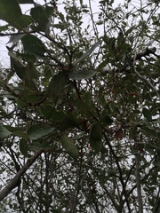 Coccoloba liebmannii