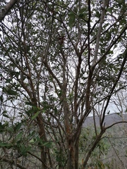 Coccoloba liebmannii