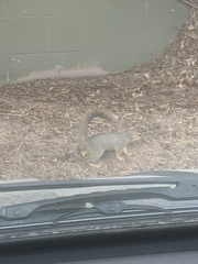 Sciurus niger