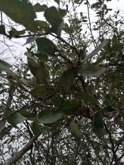 Coccoloba liebmannii