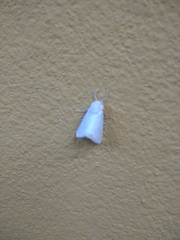 Lepidoptera