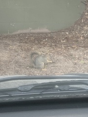 Sciurus niger