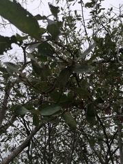 Coccoloba liebmannii