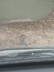 Sciurus niger