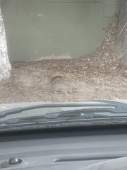 Sciurus niger
