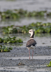 Himantopus himantopus