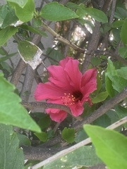 Hibiscus