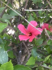 Hibiscus