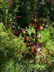 Leptospermum squarrosum