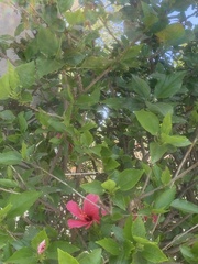 Hibiscus