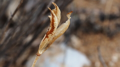 Calochortus splendens
