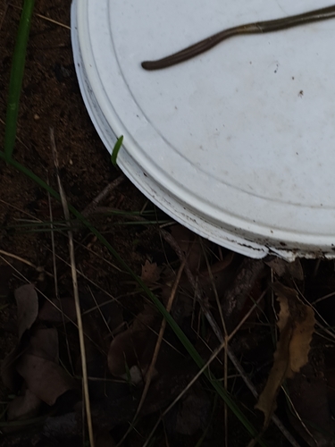 Southern Blind Snake sighting