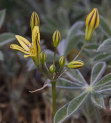 Triteleia ixioides