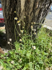 Tridax procumbens