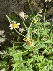 Tridax procumbens