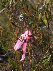 Darwinia biflora