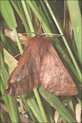 Anthela addita