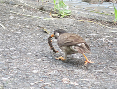 Spodiopsar cineraceus