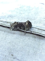 Noctuoidea