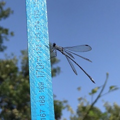 Lestes macrostigma