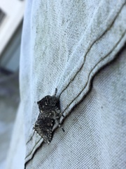 Noctuoidea