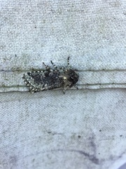 Noctuoidea