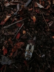 Diceroprocta bulgara