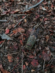 Diceroprocta bulgara