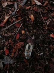 Diceroprocta bulgara