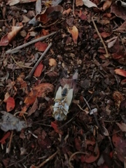 Diceroprocta bulgara