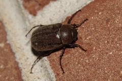 Phyllophaga